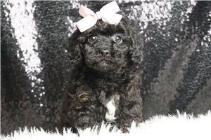 Stella - Toy Poodle for sale
