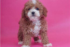 Reba - Poodle, Toy for sale