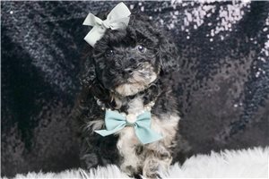 Oreo - Poodle, Toy for sale
