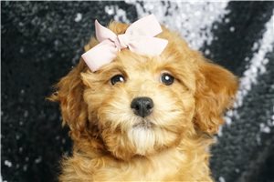 Vienna - Toy Poodle for sale