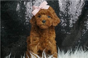 Virginia - Poodle, Toy for sale