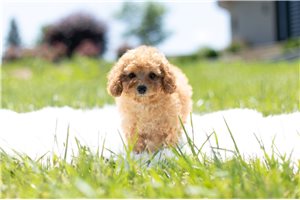 Cici - Poodle, Toy for sale