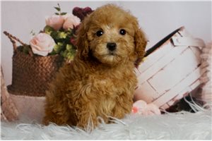 Beau - Poodle, Miniature for sale
