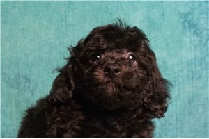Rowan - Poodle, Toy for sale