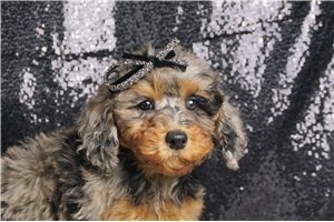 Demi - Poodle, Miniature for sale