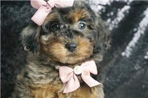 Honor - Poodle, Miniature for sale