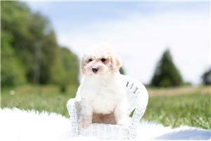Miss Shelly - Poodle, Toy for sale