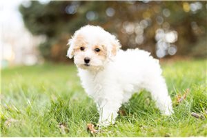 Elea - Poodle, Toy for sale