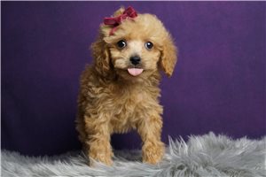 Trisha - Poodle, Miniature for sale