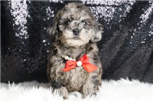 Samuel - Toy Poodle for sale