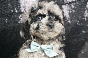 Dwight - Miniature Poodle for sale