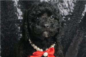 Sawyer - Poodle, Miniature for sale