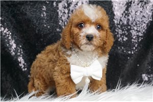 Vaughn - Poodle, Toy for sale