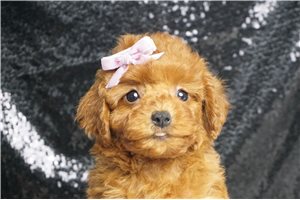 Brynlee - Poodle, Miniature for sale