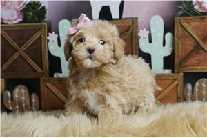Layla - Poodle, Miniature for sale