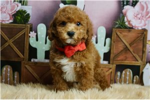 Archie - Poodle, Toy for sale