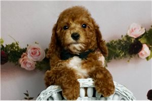 Wesley - Poodle, Toy for sale