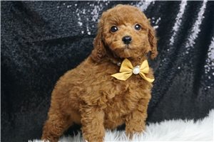 Kevin - Poodle, Toy for sale