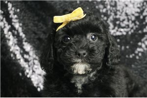 Brandon - Miniature Poodle for sale