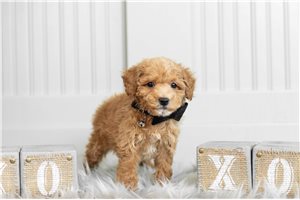 Moshe - Toy Poodle for sale