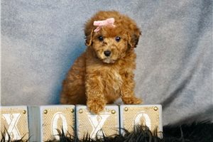 Romy - Toy Poodle for sale