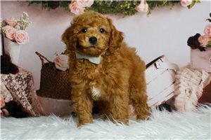 Arlo - Poodle, Miniature for sale