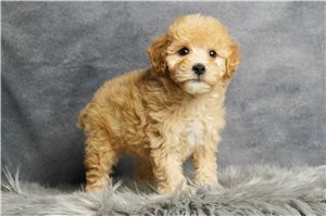 Onyx - Poodle, Miniature for sale