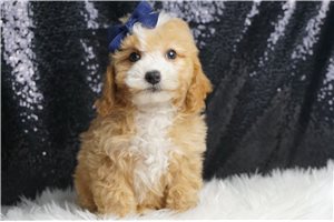 Skylar - Toy Poodle for sale