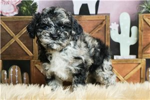 Drake - Poodle, Toy for sale