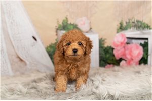 Ted - Poodle, Toy for sale