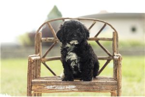 Chaz - Poodle, Toy for sale