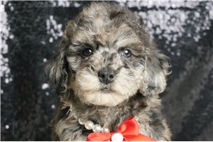 Samuel - Miniature Poodle for sale
