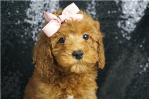 Alice - Poodle, Toy for sale
