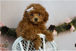 Audrey - Toy Poodle for sale
