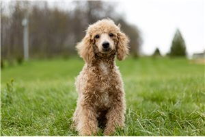 Louis - Poodle, Toy for sale