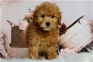 Blake - Poodle, Miniature for sale