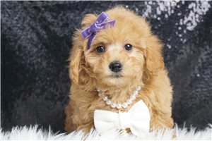 Heaven - Toy Poodle for sale