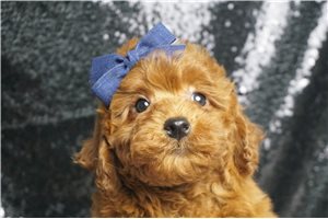 Bentley - Poodle, Miniature for sale