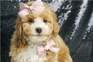 Holly - Poodle, Miniature for sale