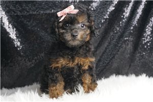 Bristol - Poodle, Miniature for sale