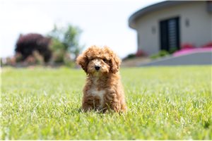 Mr Rye - Poodle, Toy for sale
