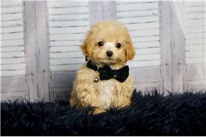 Mal - Poodle, Miniature for sale