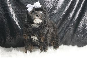Beatrice - Miniature Poodle for sale