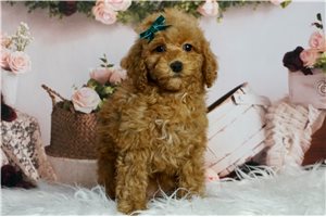 Danica - Poodle, Miniature for sale