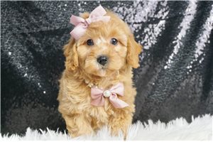 Halo - Miniature Poodle for sale