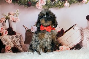 Taiyaki - Poodle, Miniature for sale