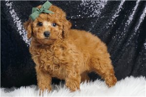 Charles - Toy Poodle for sale