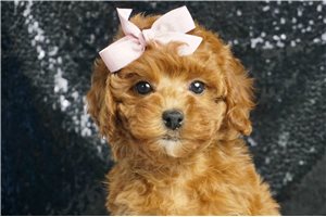 Cora - Poodle, Miniature for sale