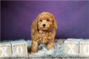 Augustus - Toy Poodle for sale
