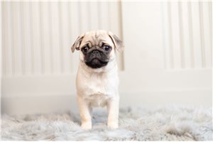 Zelda - Pug for sale